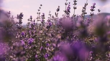 Yazın çiçek açarken organik lavanta tarlası