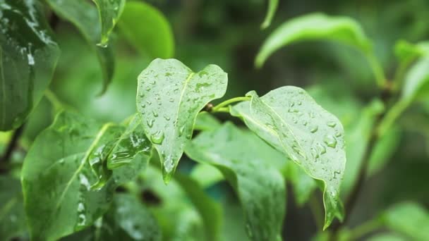 Plantas humedecidas después de una cálida lluvia de verano — Vídeo de stock