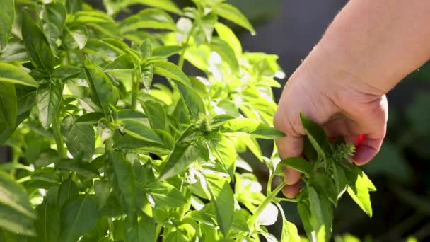 Raccolta di erbe aromatiche fresche, piantate nel proprio giardino — Video Stock