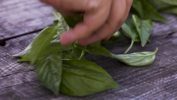 Míchání listů bazalky získat více aroma a chuť — Stock video