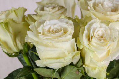 İzole beyaz gül buketi