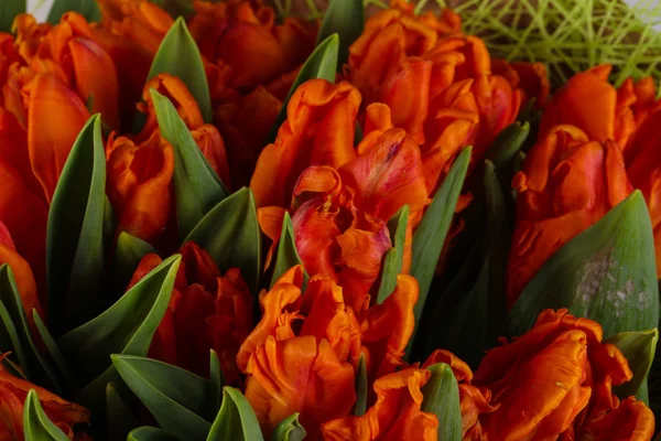 Bouquet Tulipani Arancioni Giovani Fiori Primavera — Foto Stock