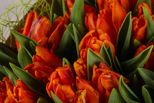 Bouquet Tulipani Arancioni Giovani Fiori Primavera — Foto Stock