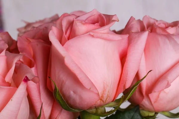 孤立在白色背景上的粉红玫瑰花束 — 图库照片