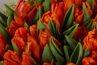 Turuncu Lale buketi - genç bahar çiçekleri