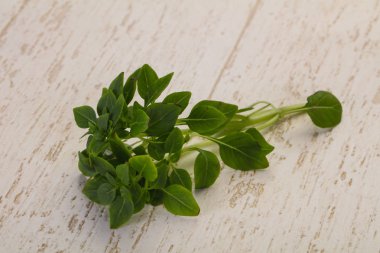 Yeşil fesleğen yaprakları - aromalı bitkiler