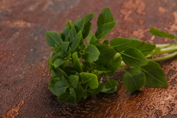 Grüne Basilikumblätter Aromatische Kräuter — Stockfoto