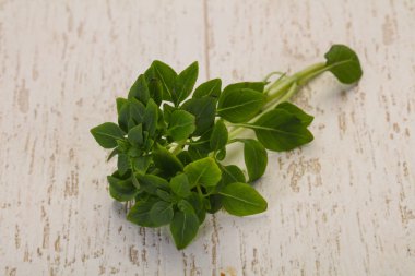 Yeşil fesleğen yaprağı