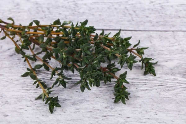 Grüner Thymianzweig — Stockfoto