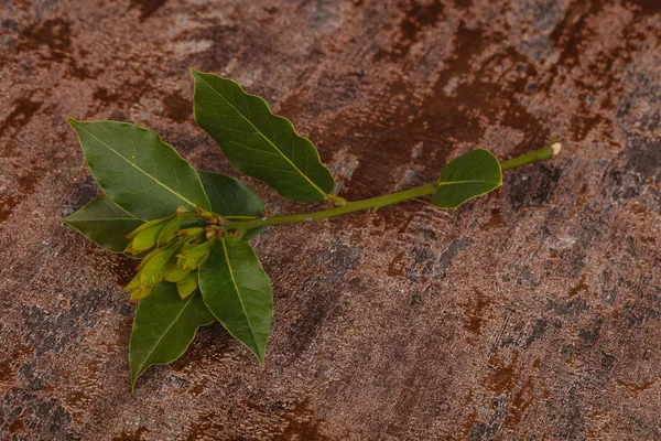 Verde Jovem Aroma Laurel Ramo Sobre Fundo Madeira — Fotografia de Stock