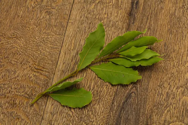 Hojas de laurel verde en la rama — Foto de Stock