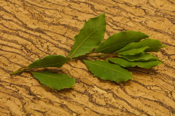 Green laurel leaves on the branch — Stock Photo, Image