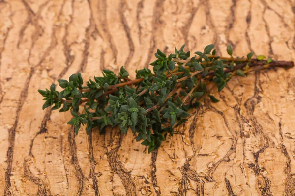 Green Thyme branch — Stock Photo, Image