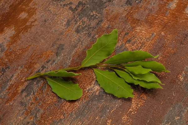 Zielone liście laurowe na gałęzi — Zdjęcie stockowe