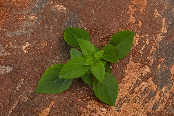 新鮮な緑のバジルの葉 - 調理用 — ストック写真