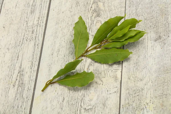 Zielone liście laurowe na gałęzi — Zdjęcie stockowe