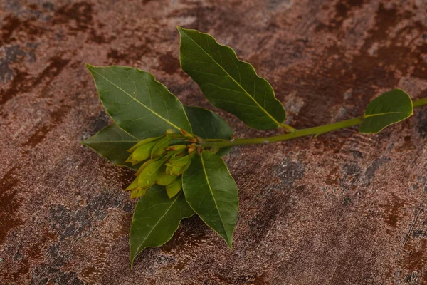 Verde joven aroma Laurel rama —  Fotos de Stock