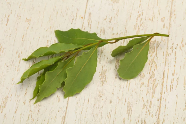 나뭇가지에 녹색 월계수 잎 — 스톡 사진