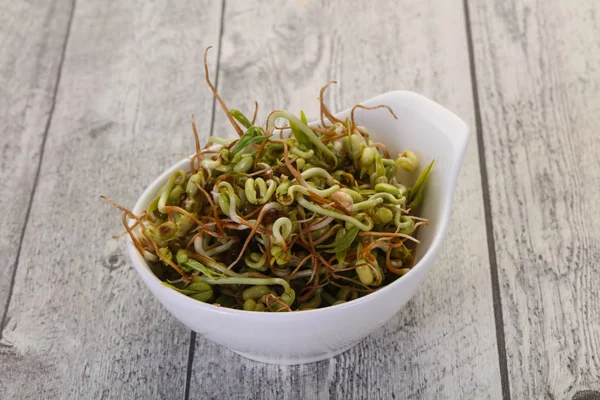 Germoglio di semi di purè — Foto Stock