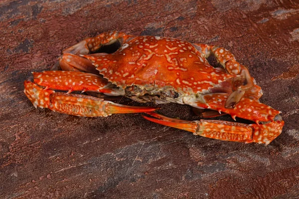 Gekochte Krabben - fertig zum Essen — Stockfoto