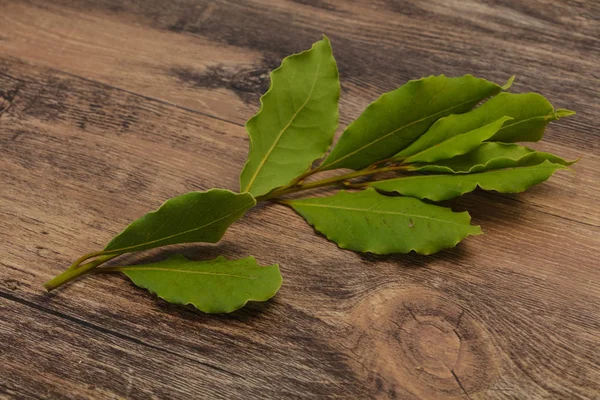 Зеленые лавровые листья на ветке — стоковое фото