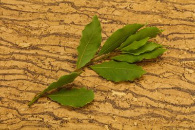 Şube üzerinde yeşil defne yaprakları