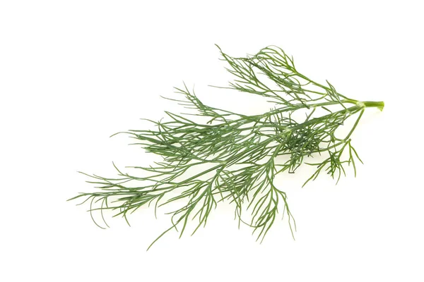 Ramo de ervas de endro verde fresco — Fotografia de Stock