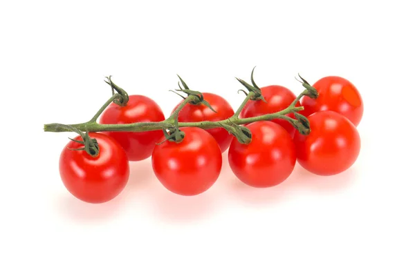 Modne tomater på grenen - Stock-foto