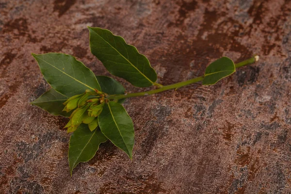 Zielony, młody aromat Laurel gałąź — Zdjęcie stockowe