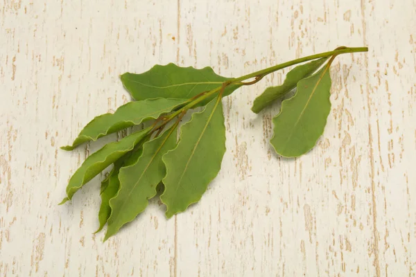 Green Laurel Leaves Branch Cooking — Stock Photo, Image