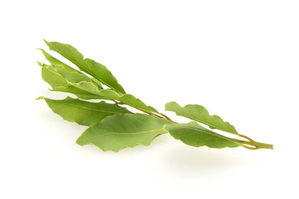 Зеленые Лавровые Листья Ветке Приготовления Пищи — стоковое фото