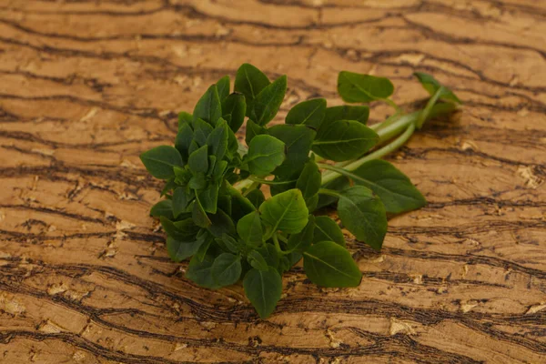Zöld Bazsalikom Levelek Aromás Gyógynövények — Stock Fotó
