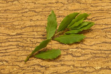 Yeşil defne yaprakları dalda yemek pişirmek için.