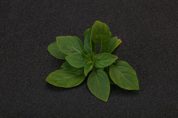 アロマ調味料 枝に緑のバジルの葉 — ストック写真
