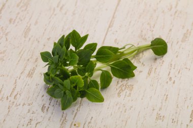 Yeşil fesleğen yaprakları - aromalı bitkiler