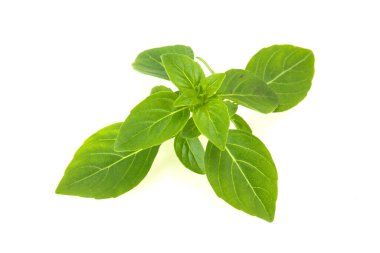 Taze yeşil fesleğen yaprakları - pişirmek için bitki