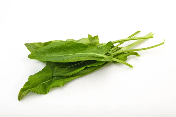 Aroma Frisch Grüner Sauerampfer Kräuterhaufen — Stockfoto