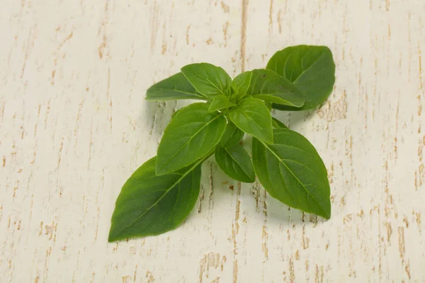 Färska Gröna Basilika Blad Ört För Matlagning — Stockfoto