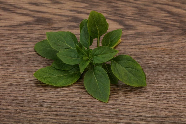 Aroma Çeşnili Dalda Yeşil Fesleğen Yaprakları — Stok fotoğraf