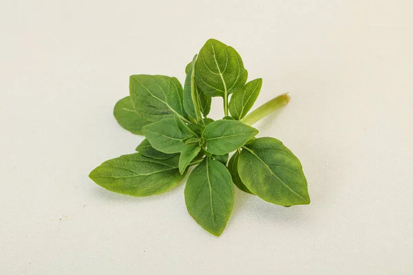 Aroma Çeşnili Dalda Yeşil Fesleğen Yaprakları — Stok fotoğraf