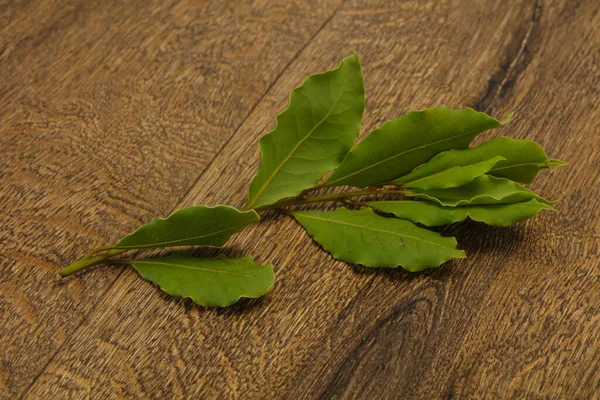 Grüne Lorbeerblätter Auf Dem Zweig Zum Kochen — Stockfoto