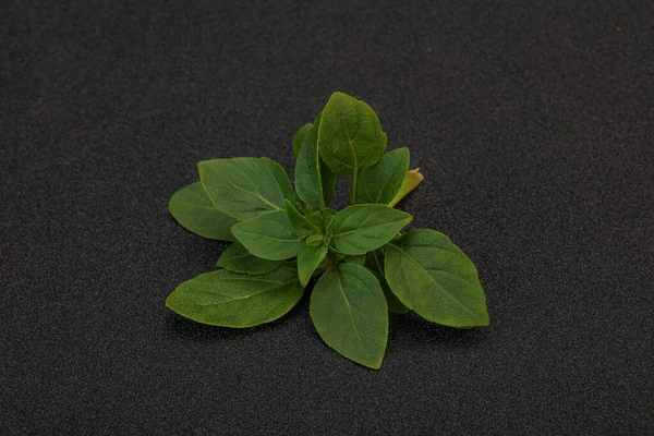 Aroma Seasoning Green Basil Leaves Branch — Stock Photo, Image