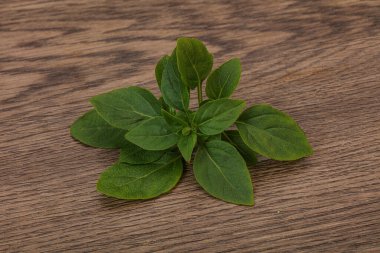 Aroma çeşnili - dalda yeşil fesleğen yaprakları