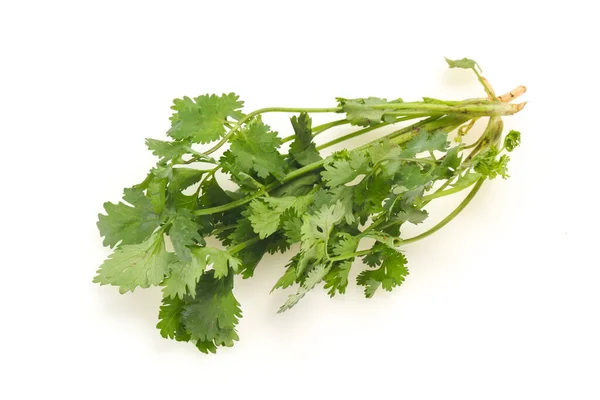 Frunzele Proaspete Coapte Cilantro Verde Condiment — Fotografie, imagine de stoc