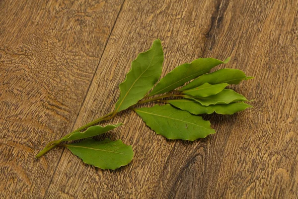 Folhas Loureiro Verde Ramo Para Cozinhar — Fotografia de Stock
