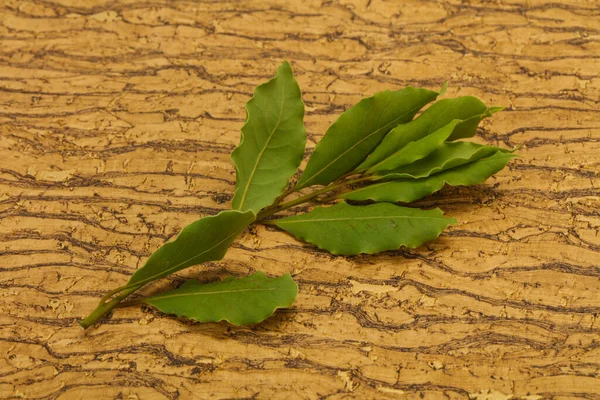 Green Laurel Leaves Branch Cooking — Stock Photo, Image