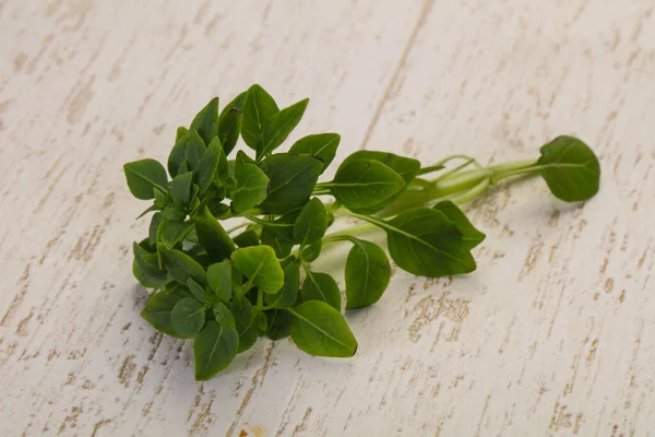 Zöld Bazsalikom Levelek Aromás Gyógynövények — Stock Fotó