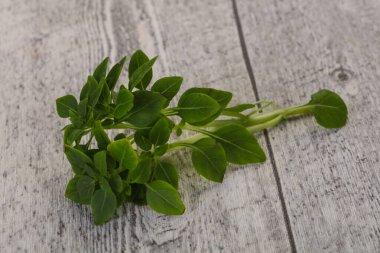 Yeşil fesleğen yaprakları - aromalı bitkiler