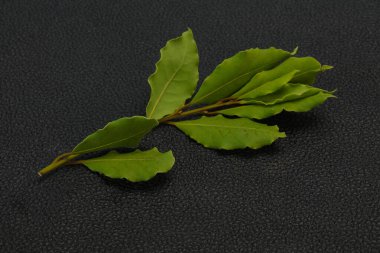 Yeşil defne yaprakları dalda yemek pişirmek için.