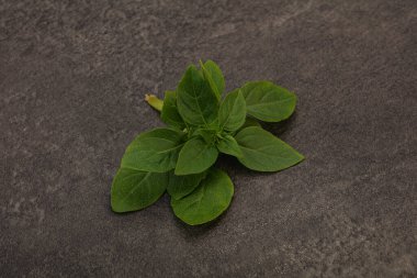 Aroma çeşnili - dalda yeşil fesleğen yaprakları